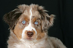 Miniature Australian Shepherd Welpe / miniature australian shepherd puppy