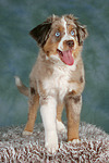 Miniature Australian Shepherd Welpe / miniature australian shepherd puppy