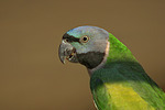 Chinasittich / Derbyan parakeet