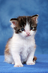 Maine Coon Kätzchen / maine coon kitten