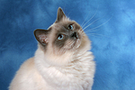 Heilige Birma Portrait / Sacred Birman portrait