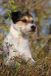 Parson Russell Terrier