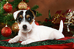 Parson Russell Terrier Welpe zu Weihnachten / PRT puppy at christmas