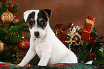 Parson Russell Terrier Welpe zu Weihnachten / PRT puppy at christmas