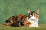 Maine Coon