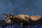 Maine Coon