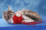 spielendes Maine Coon Kätzchen / playing maine coon kitten