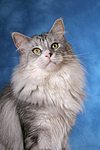 Maine Coon Portrait