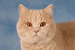 Britisch Kurzhaar / british shorthair