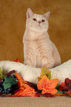 Britisch Kurzhaar / british shorthair