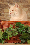 Britisch Kurzhaar / british shorthair