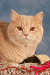 Britisch Kurzhaar / british shorthair