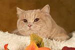 Britisch Kurzhaar / british shorthair