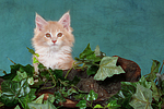 Maine Coon Kätzchen Portrait / maine coon kitten portrait