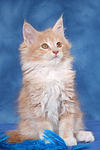 sitzendes Maine Coon Kätzchen / sitting maine coon kitten