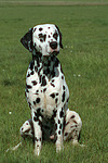 Dalmatiner / dalmatian