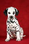 Dalmatiner Welpe / dalmatian puppy