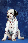 Dalmatiner Welpe / dalmatian puppy