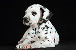 Dalmatiner Welpe / dalmatian puppy