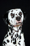 Dalmatiner / dalmatian