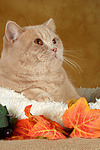 Britisch Kurzhaar / british shorthair