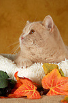 Britisch Kurzhaar / british shorthair