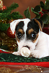 Parson Russell Terrier Welpe zu Weihnachten / PRT puppy at christmas