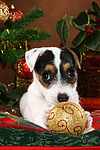 Parson Russell Terrier Welpe zu Weihnachten / PRT puppy at christmas