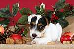 Parson Russell Terrier Welpe zu Weihnachten / PRT puppy at christmas