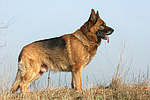 stehender Deutscher Schäferhund / standing German Shepherd