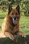 Deutscher Schäferhund schaut über den Zaun / German Shepherd looking over fence