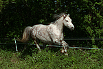 Deutsches Reitpony / pony