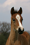 Deutsches Reitpony / pony