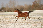 Deutsches Reitpony / pony