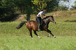 Frau reitet Deutsches Reitpony / woman rides pony