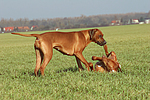 Rhodesian Ridgebacks