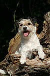 liegender Parson Russell Terrier / lying PRT