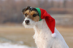 Parson Russell Terrier zu Weihnachten / PRT at christmas