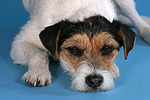 liegender Parson Russell Terrier / lying prt