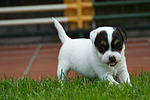 Parson Russell Terrier Welpe / parson russell terrier puppy