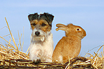 Parson Russell Terrier und Zwergkaninchen / prt and dwarf rabbit