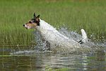 badender Parson Russell Terrier / bathing PRT