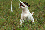 spielender Parson Russell Terrier Welpe / playing PRT puppy