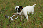 spielender Parson Russell Terrier Welpe / playing PRT puppy