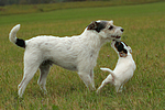 2 Parson Russell Terrier