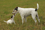 2 Parson Russell Terrier