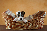 Parson Russell Terrier Welpe Portrait / PRT puppy portrait