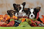 Papillon Welpen / papillon puppies