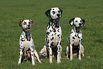 Dalmatiner / dalmatian