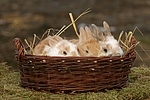 junge Zwergkaninchen / young dwarf rabbits